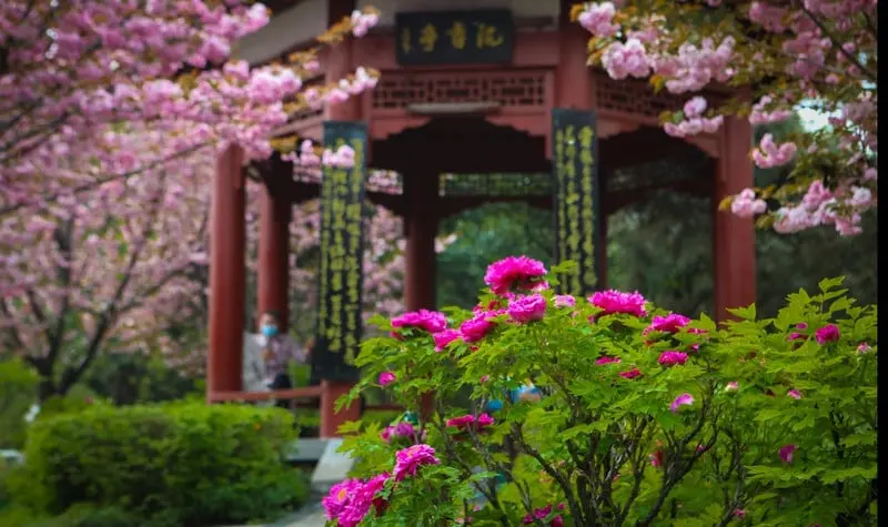 La imagen muestra un tranquilo pabellón tradicional chino rodeado de cerezos en flor y peonías vibrantes. Este entorno combina naturaleza y arquitectura clásica, ofreciendo una experiencia serena y cultural. Los jardines chinos son símbolos de armonía y belleza, ideales para quienes buscan disfrutar de paisajes florales únicos y conectar con la rica tradición estética de China. Un destino perfecto para amantes de la naturaleza.