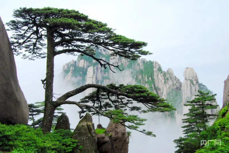 La imagen captura el majestuoso paisaje de las Montañas Amarillas (Huangshan) en China, con pinos centenarios, rocas imponentes y niebla mística que crea una atmósfera única. Este destino, declarado Patrimonio de la Humanidad por la UNESCO, es ideal para senderistas y amantes de la naturaleza. Huangshan inspira a visitantes con su belleza natural, siendo una joya icónica del turismo en China.